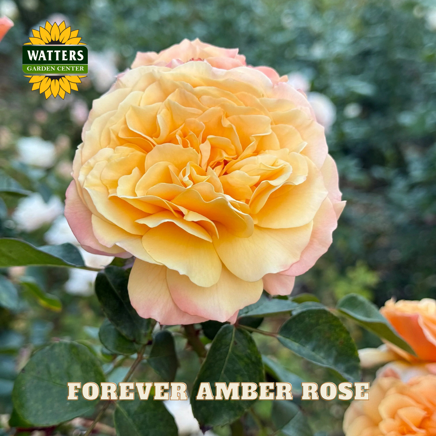 Closeup of a single yellow-orange Forever Amber rose on green stem with green background. Watters Garden Center logo placed in upper right corner.