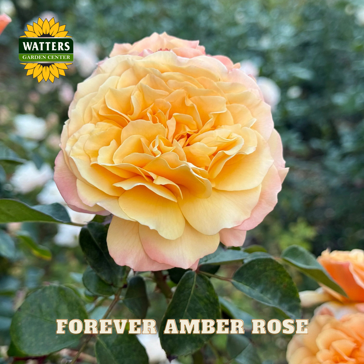 Closeup of a single yellow-orange Forever Amber rose on green stem with green background. Watters Garden Center logo placed in upper right corner.