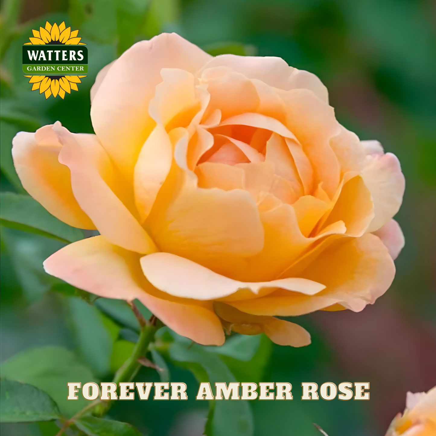 Closeup of a single yellow-orange Forever Amber rose on green stem with green background. Watters Garden Center logo placed in upper right corner.