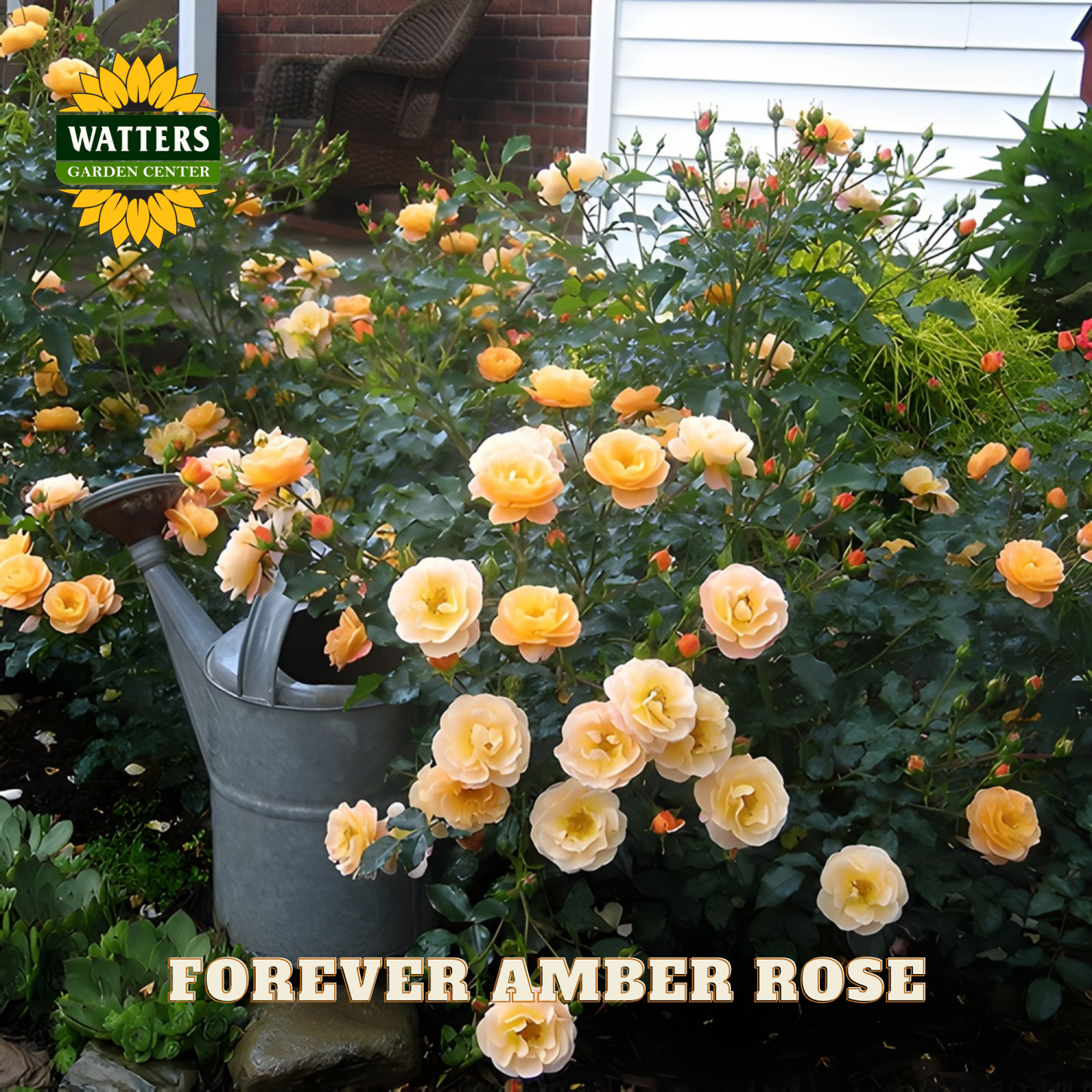 Garden scene with 'Forever Amber Rose' bush and watering can, featuring Watters Garden Center branding.