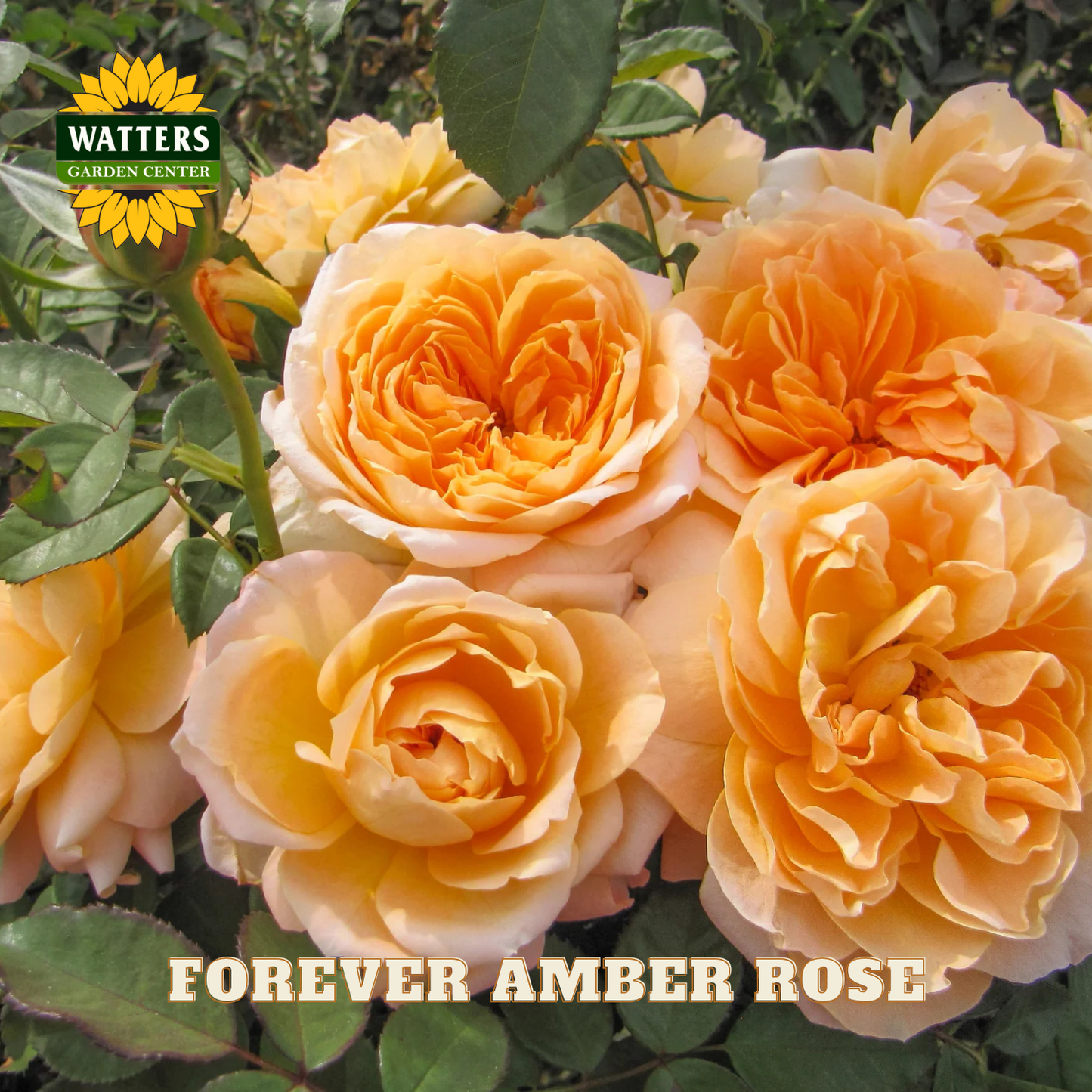 Closeup of yellow-orange Forever Amber roses on green stem with green background. Watters Garden Center logo placed in upper right corner.