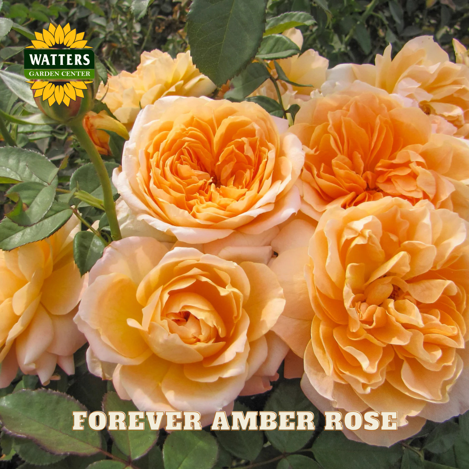 Closeup of yellow-orange Forever Amber roses on green stem with green background. Watters Garden Center logo placed in upper right corner.