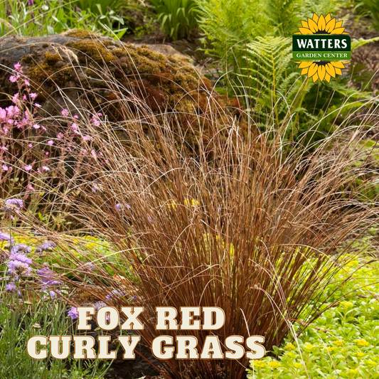 FOX RED CURLY SEDGE 1gal