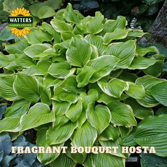 Fragrant Bouquet Hosta plant with Watters Garden Center logo.