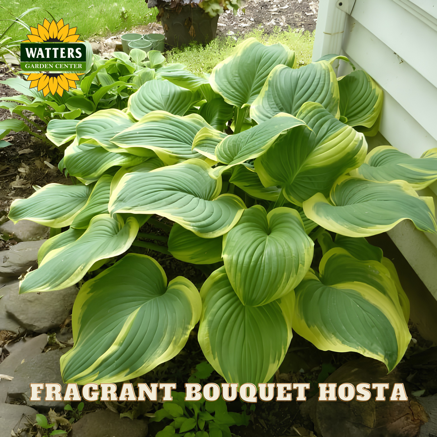 Fragrant Bouquet Hosta plant with Watters Garden Center branding.
