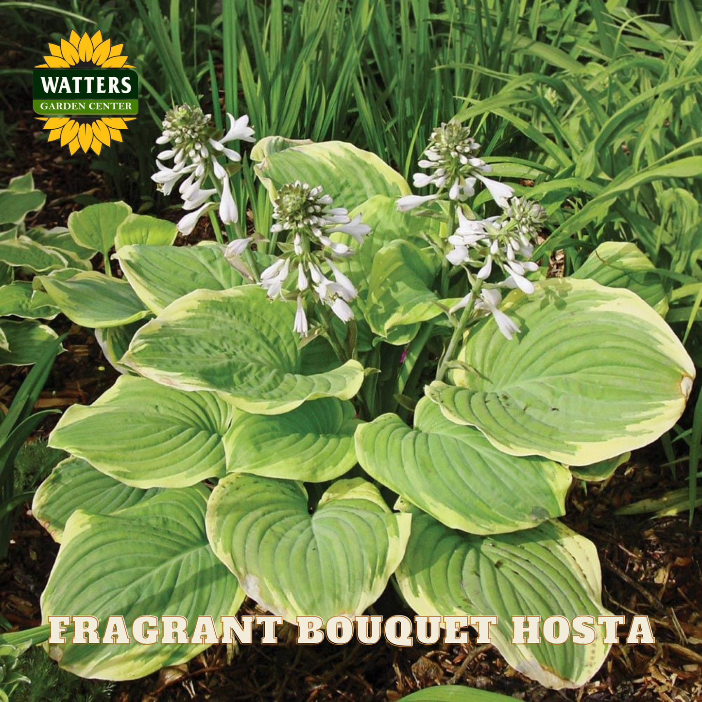 Fragrant Bouquet Hosta plant with green and yellow leaves and white flowers, Watters Garden Center logo visible.