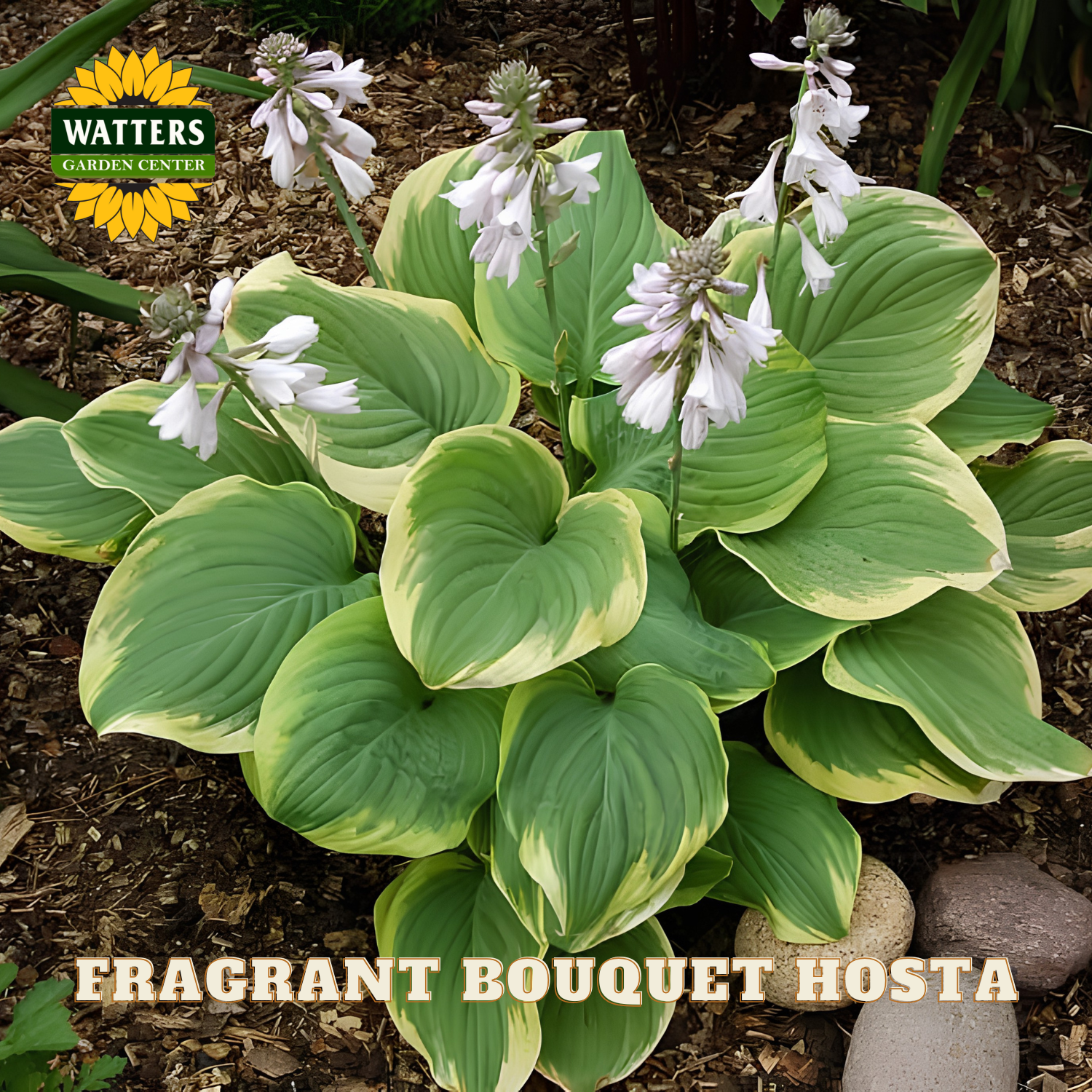 Fragrant Bouquet Hosta plant with green and yellow leaves and white flowers, Watters Garden Center logo.
