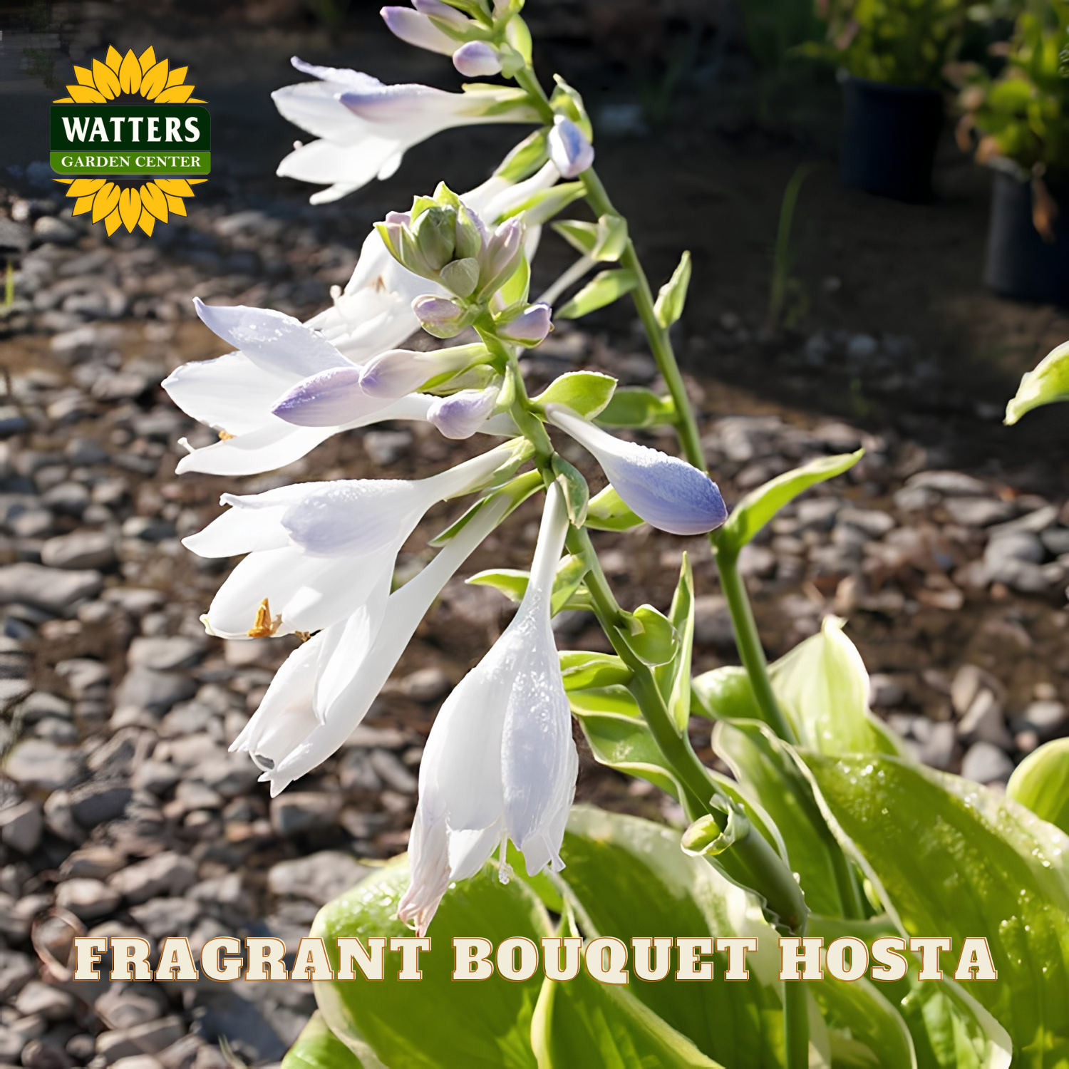 Fragrant Bouquet Hosta plant with water droplets, Watters Garden Center logo visible