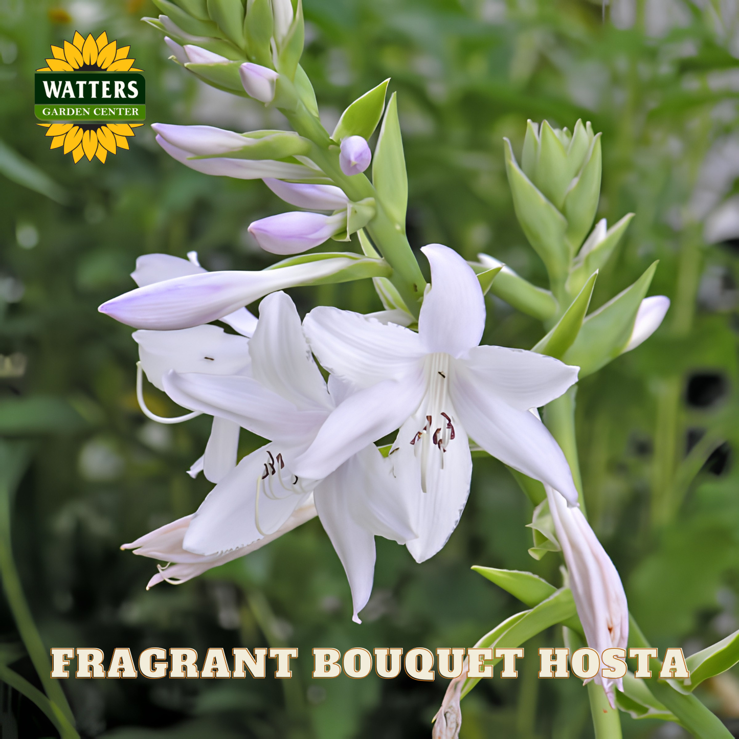 White fragrant bouquet hosta flower with green leaves and Watters Garden Center logo.