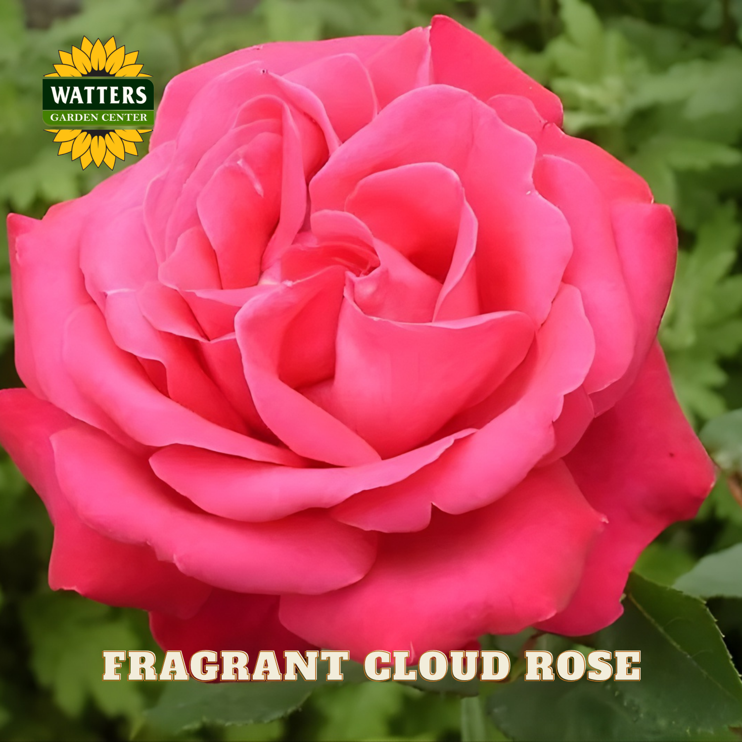 Pink rose with 'Watters Garden Center' logo and 'Fragrant Cloud Rose' text.