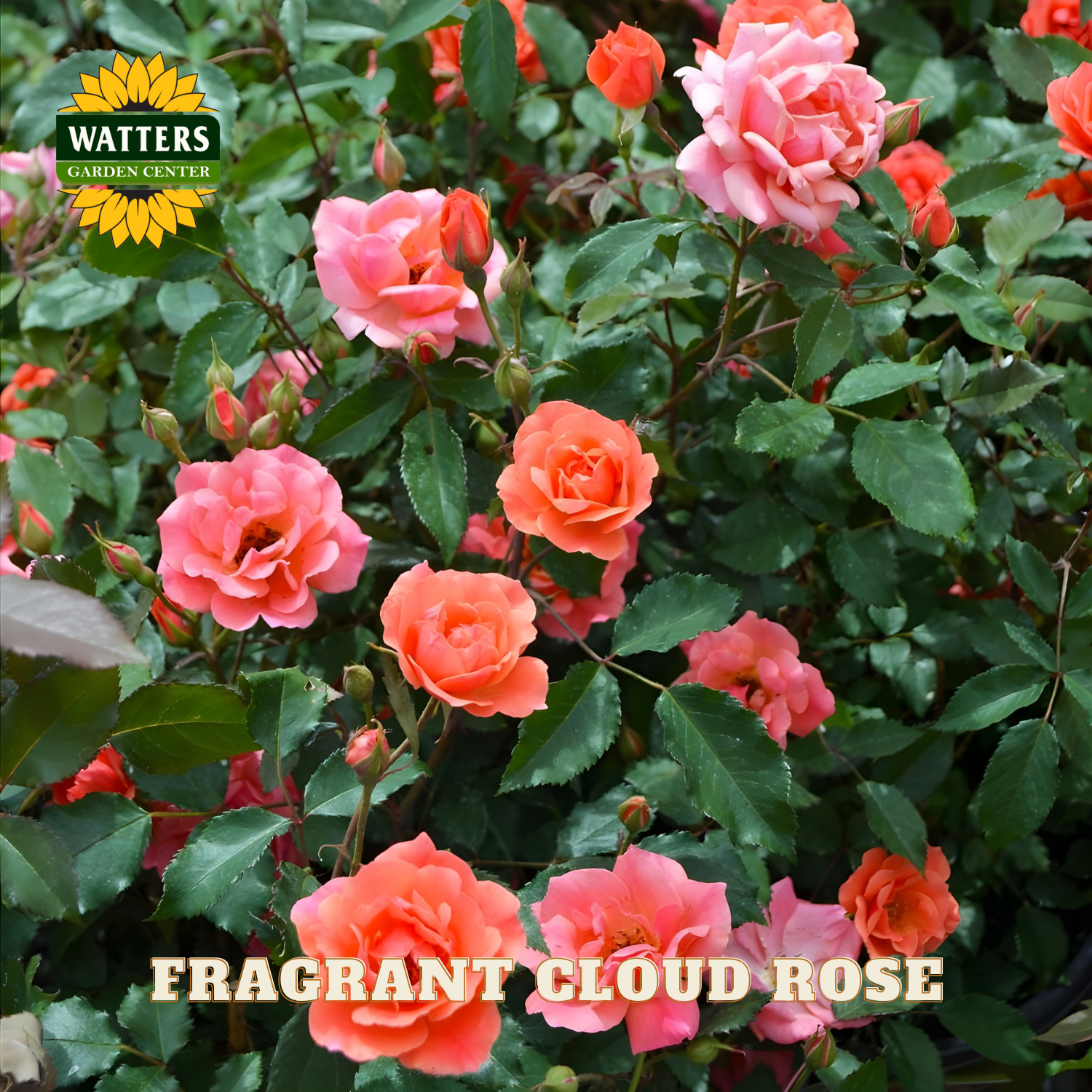 Fragrant Cloud Rose bush with pink and orange flowers and Watters Garden Center logo.