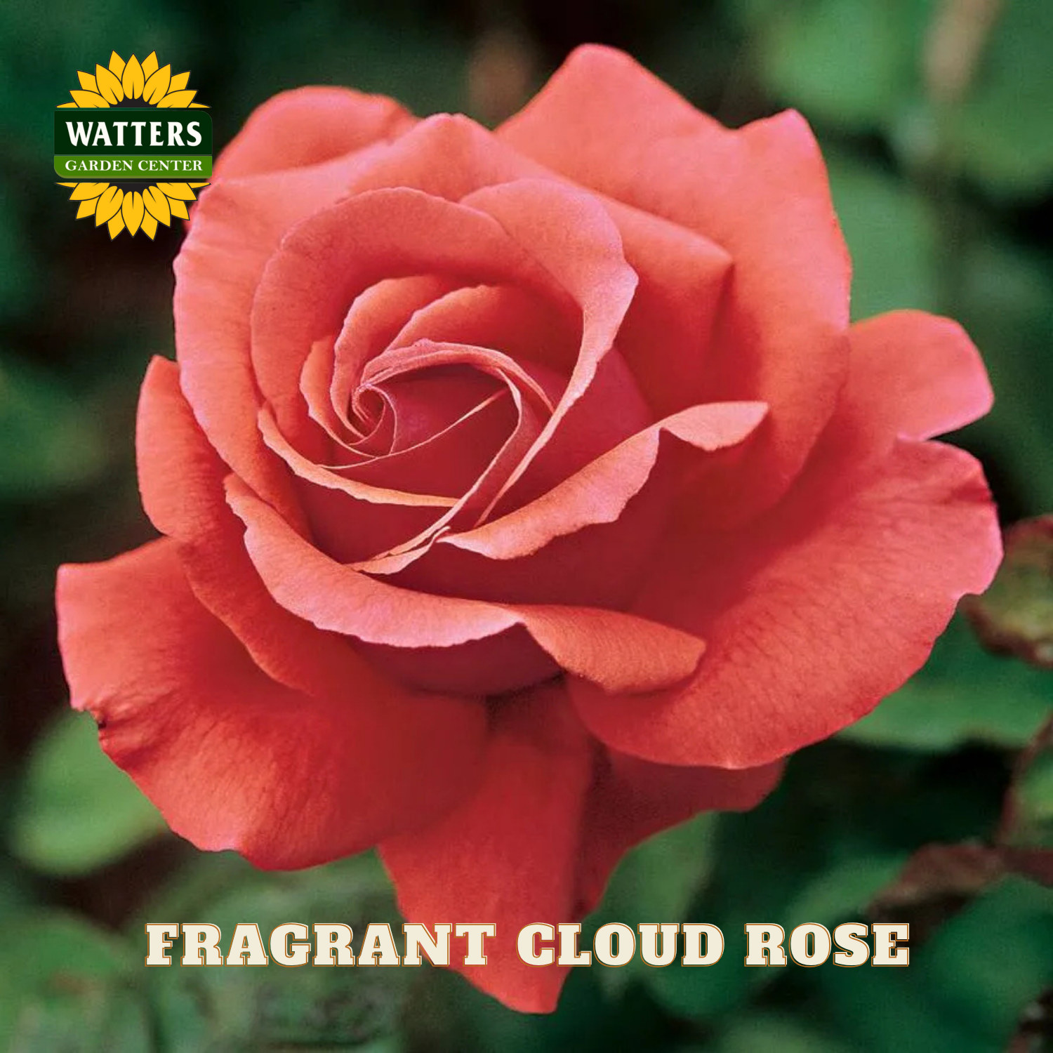 Close-up of a pink rose with 'Watters Garden Center' logo and 'Fragrant Cloud Rose' text.