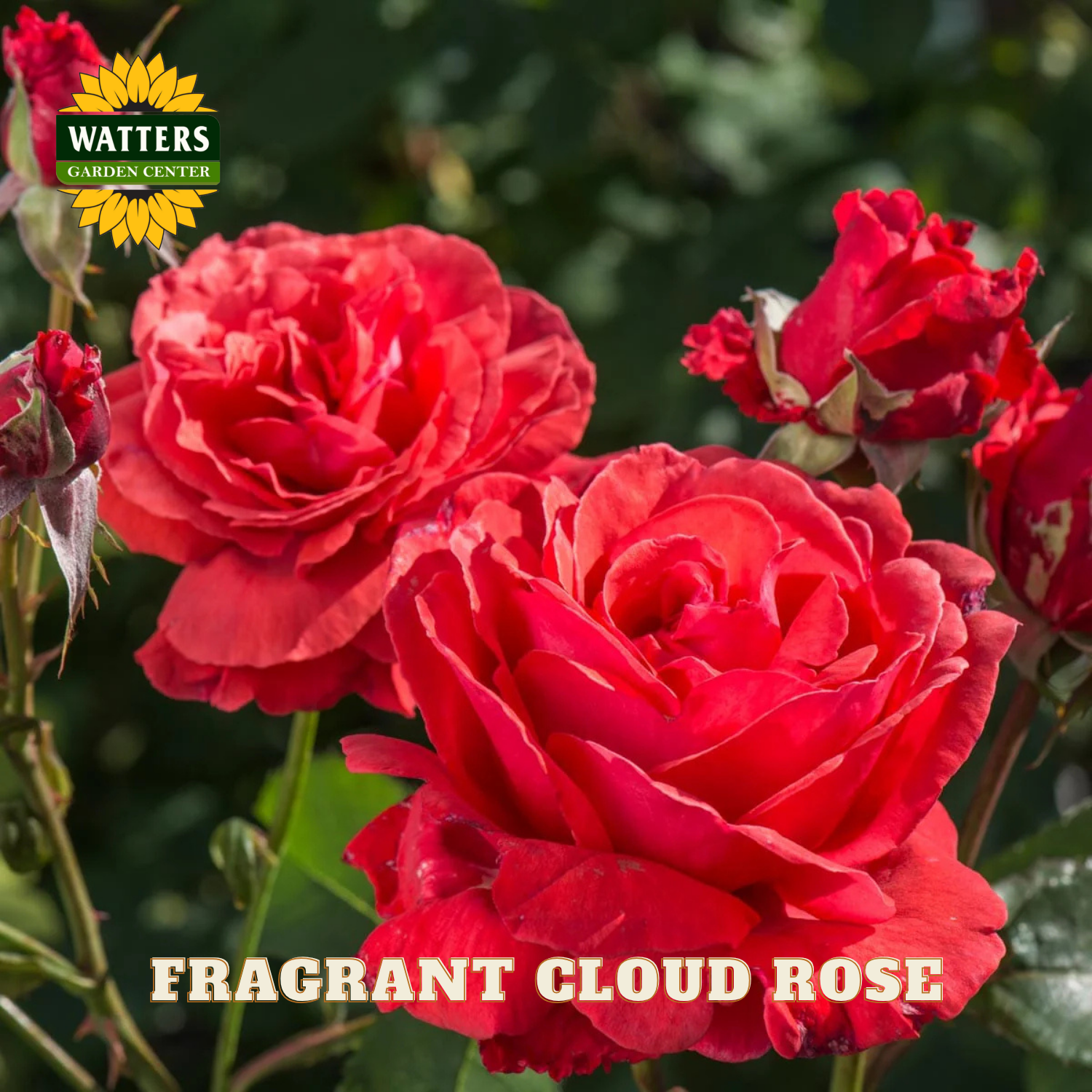 Red roses with 'Watters Garden Center' logo and 'Fragrant Cloud Rose' text.