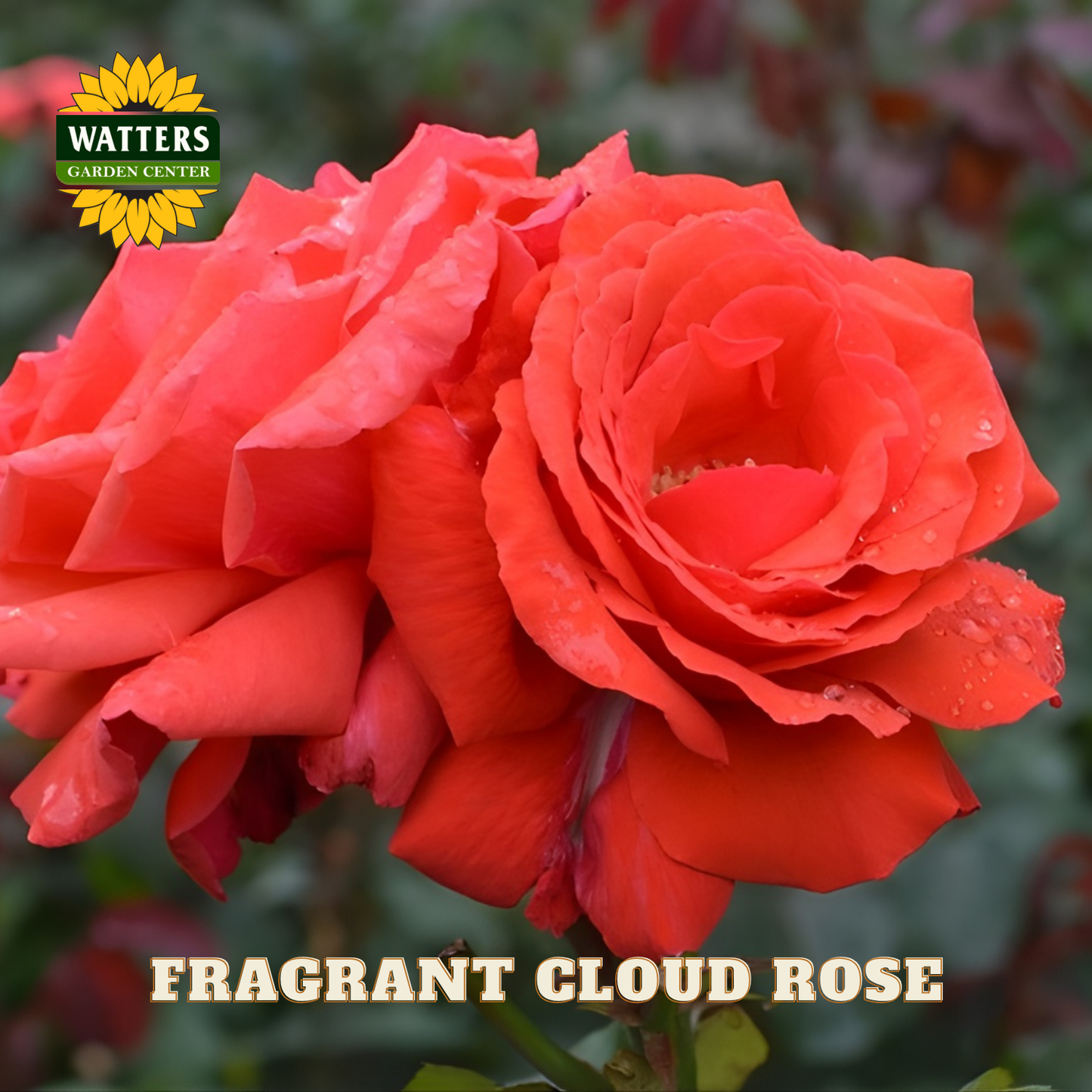 Red rose with water droplets on petals, labeled 'Fragrant Cloud Rose' with Watters Garden Center logo.