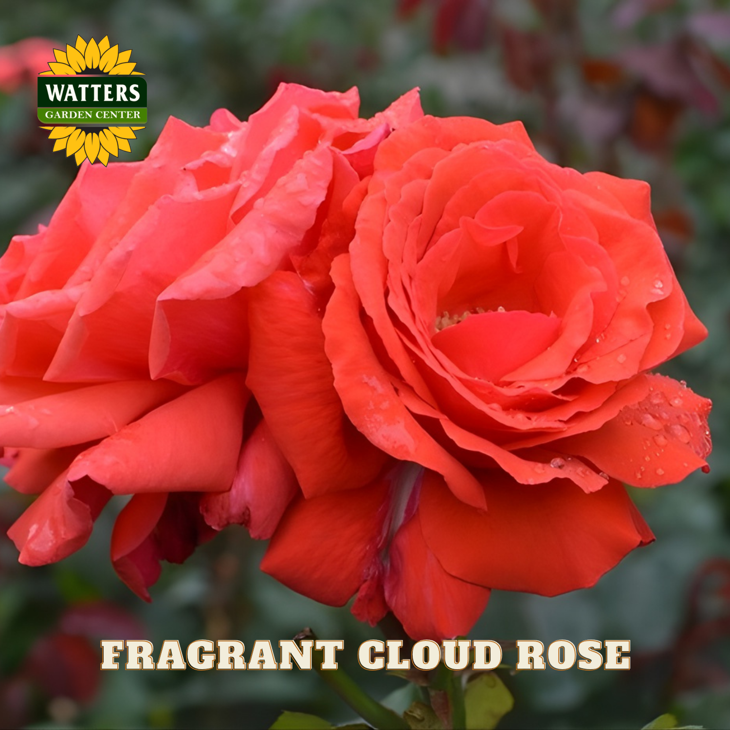 Red rose with water droplets on petals, labeled 'Fragrant Cloud Rose' with Watters Garden Center logo.
