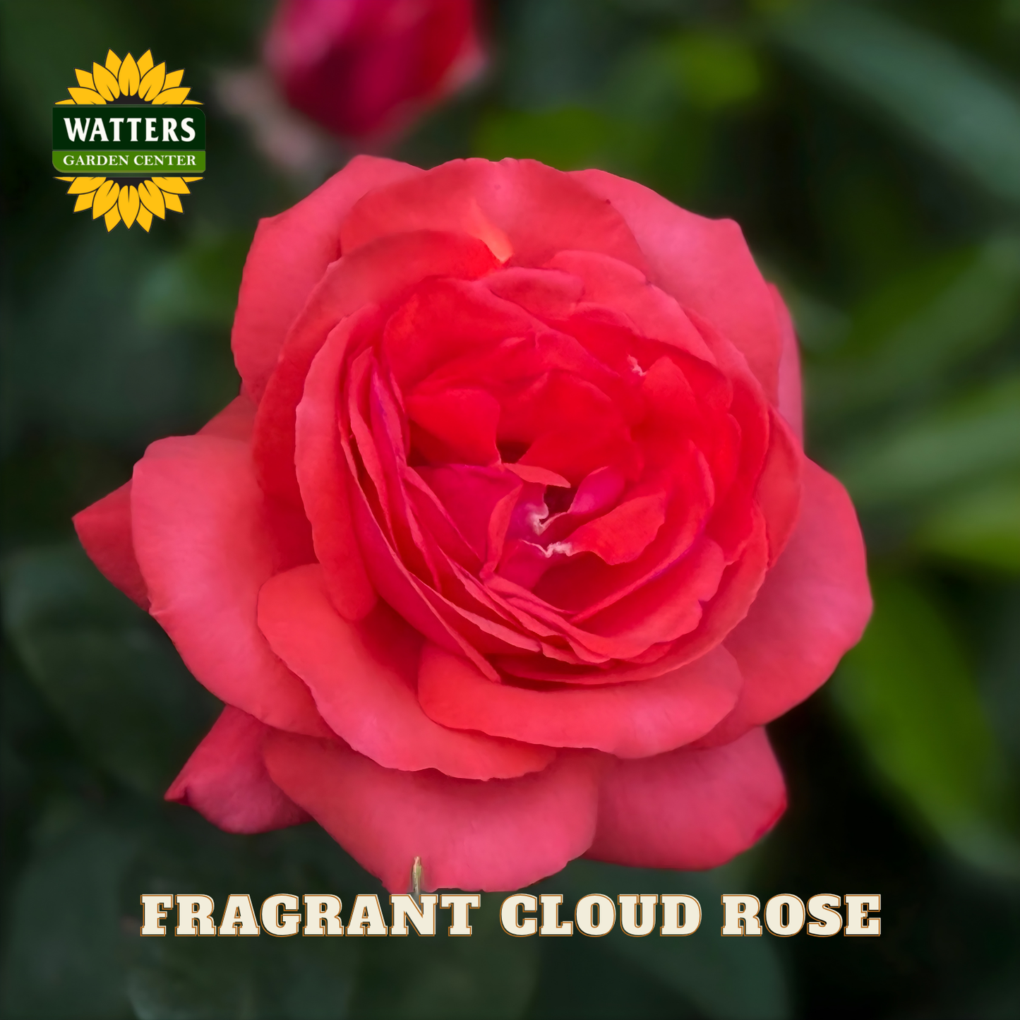 Close-up of a pink rose with 'Watters Garden Center' logo and 'Fragrant Cloud Rose' text.