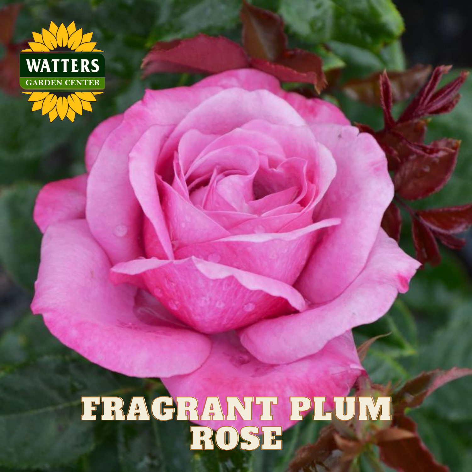 Pink rose with 'Watters Garden Center' logo and 'Fragrant Plum Rose' text.