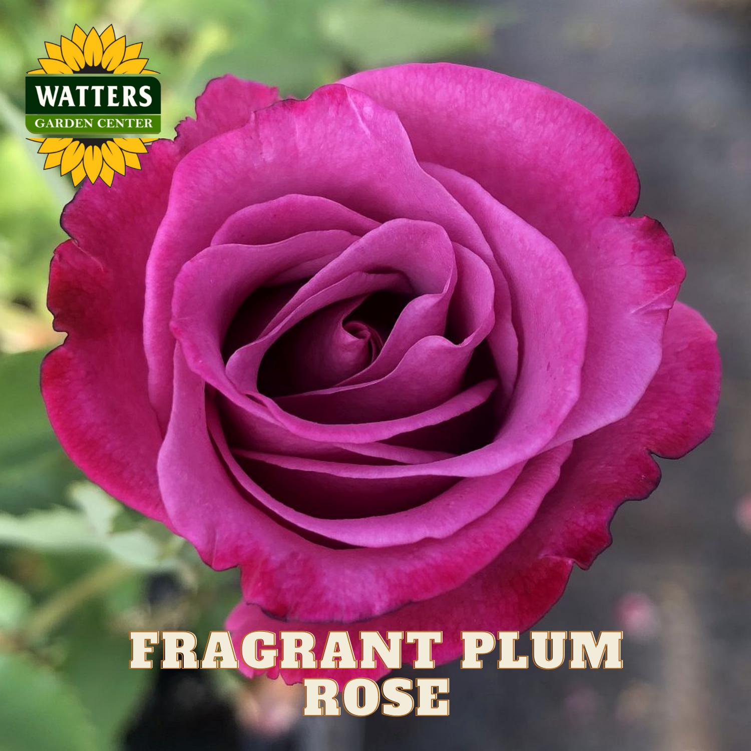 Fragrant plum rose with Watters Garden Center logo