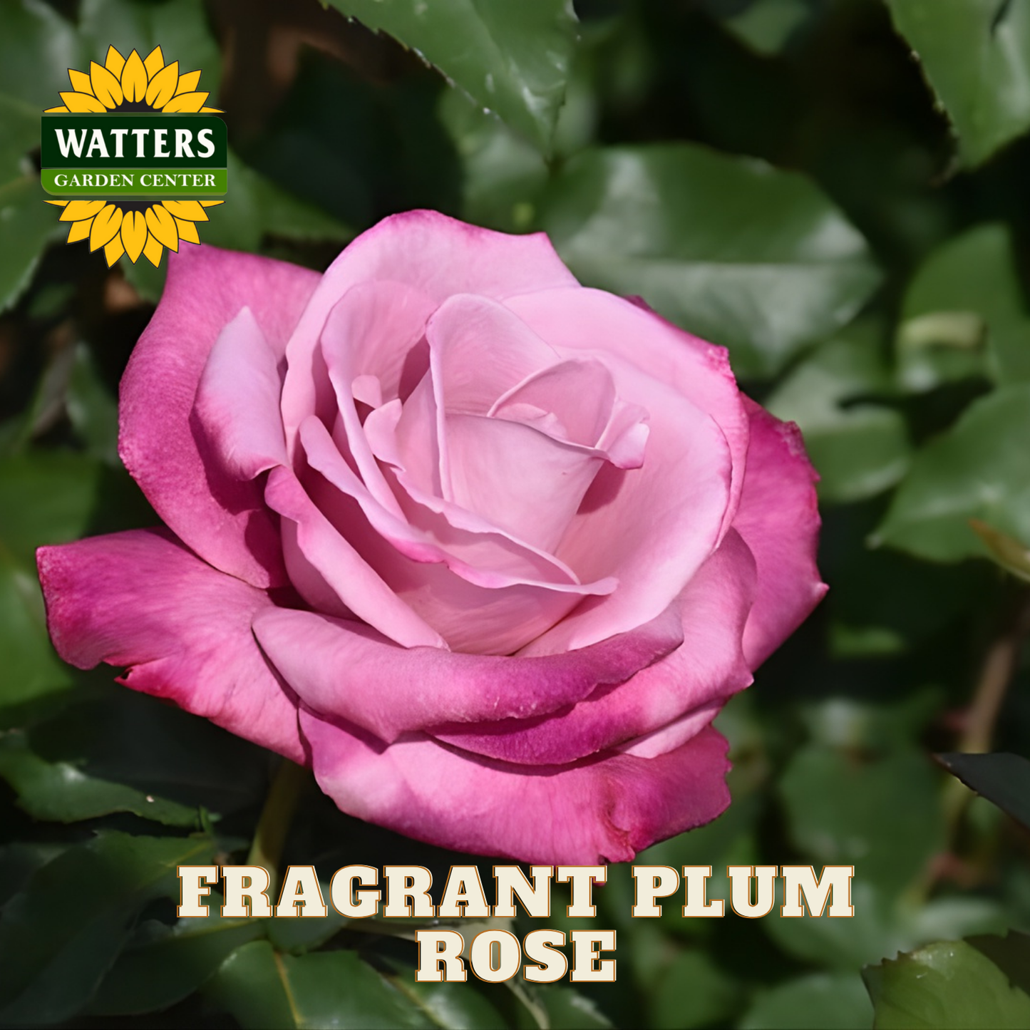 Pink rose with green leaves and Watters Garden Center logo.