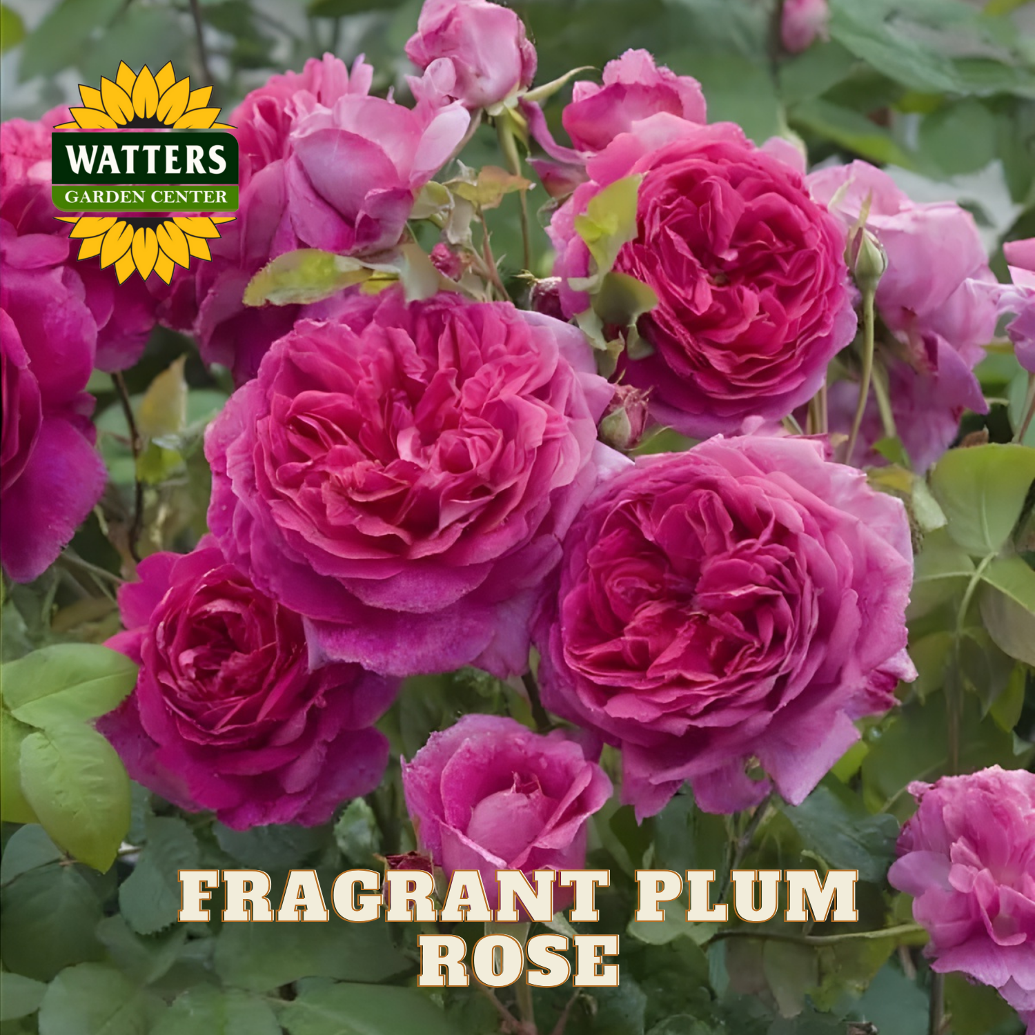 Fragrant plum roses with Watters Garden Center logo