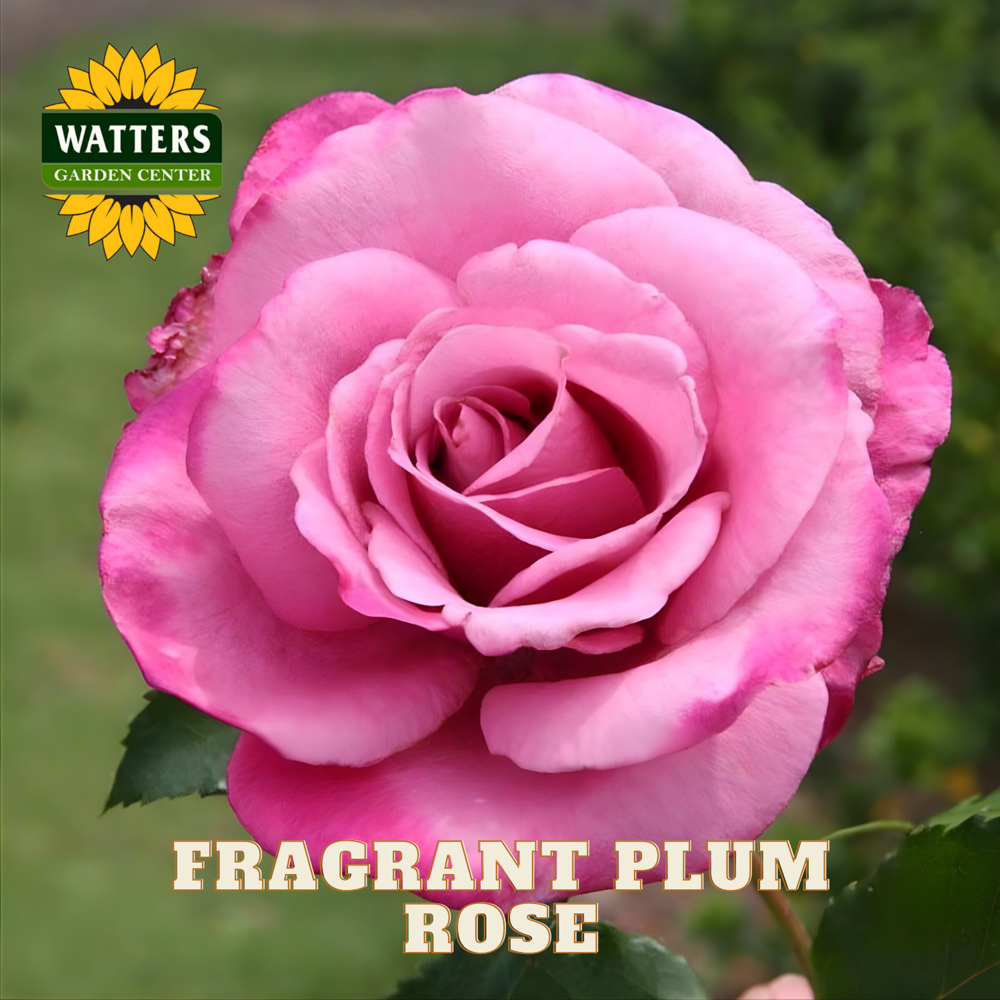Pink rose with 'Watters Garden Center' logo and 'Fragrant Plum Rose' text.