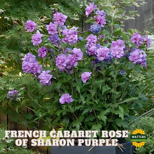 FRENCH CABARET PURPLE ROSE OF SHARON 2gal
