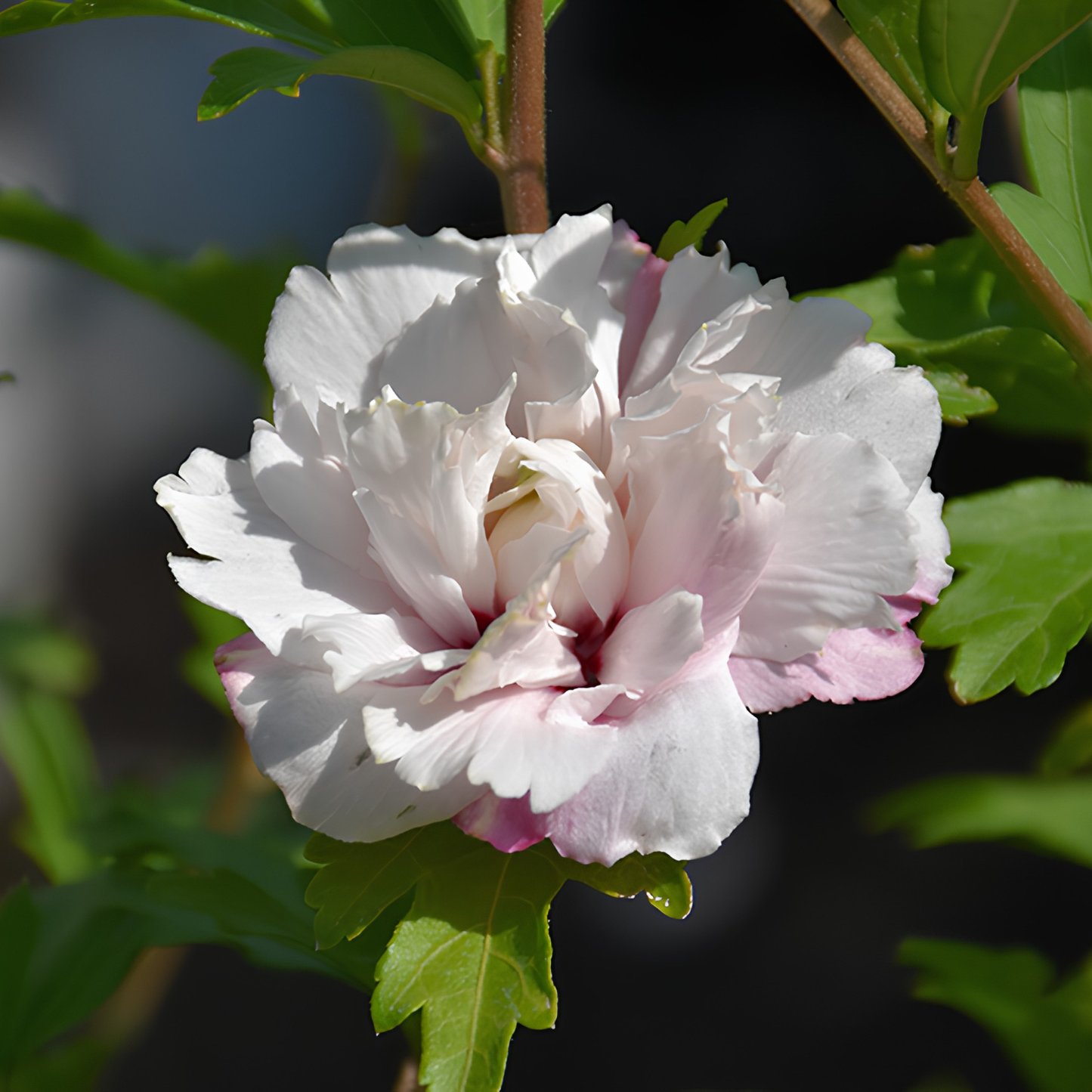 Close-up of a pink flower with green leaves on a blurred background