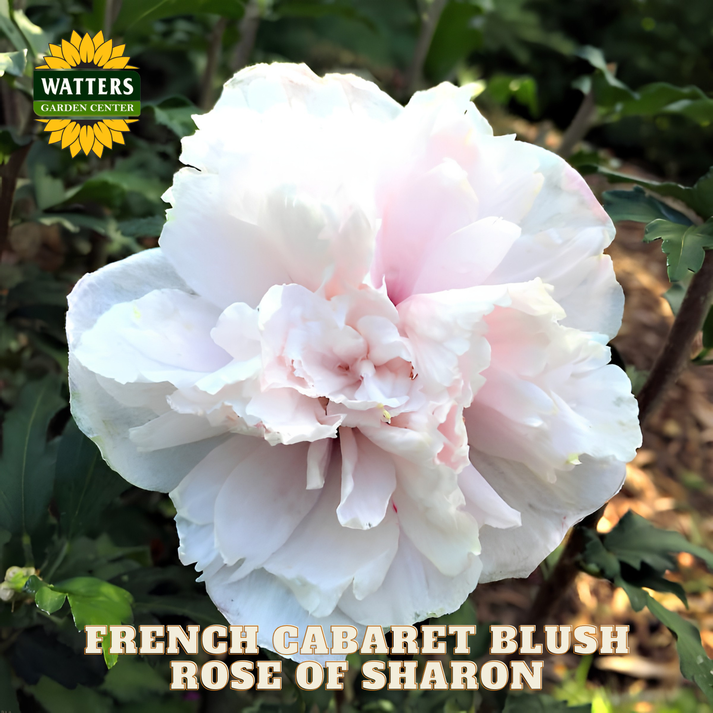 Pink rose of sharon flower with Watters Garden Center branding
