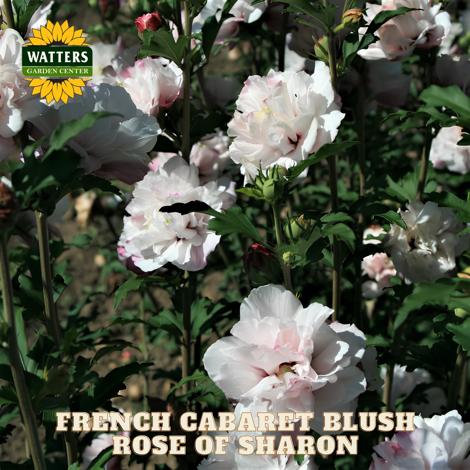 White flowers with green leaves and 'Watters Garden Center' logo.