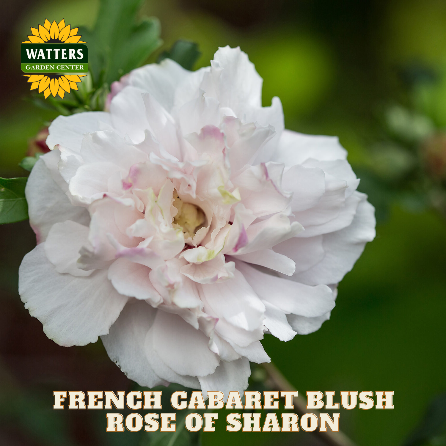 Pink rose of sharon flower with Watters Garden Center branding