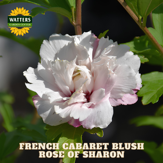 Pink rose of sharon flower with Watters Garden Center branding