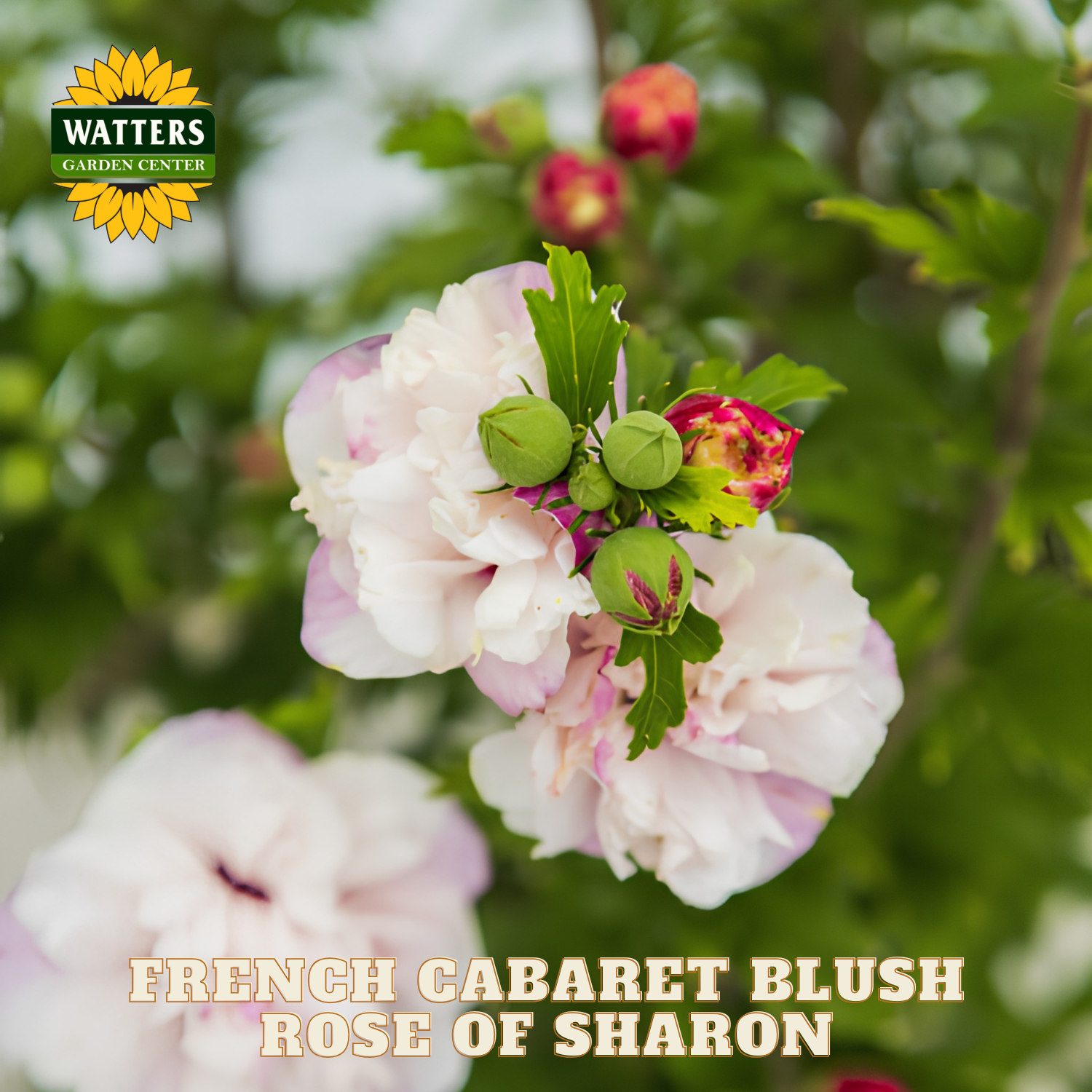 French Cabaret Blush Rose of Sharon with Watters Garden Center logo