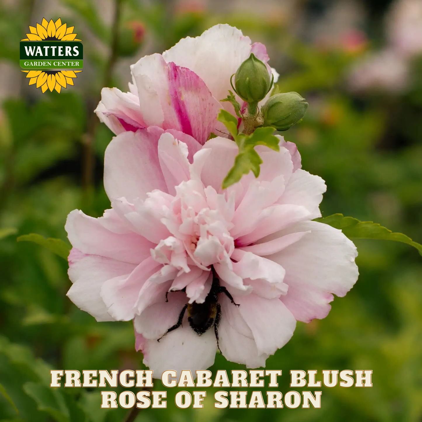 Pink rose of sharon flower with green leaves and buds, labeled 'French Cabaret Blush' on a blurred garden background.