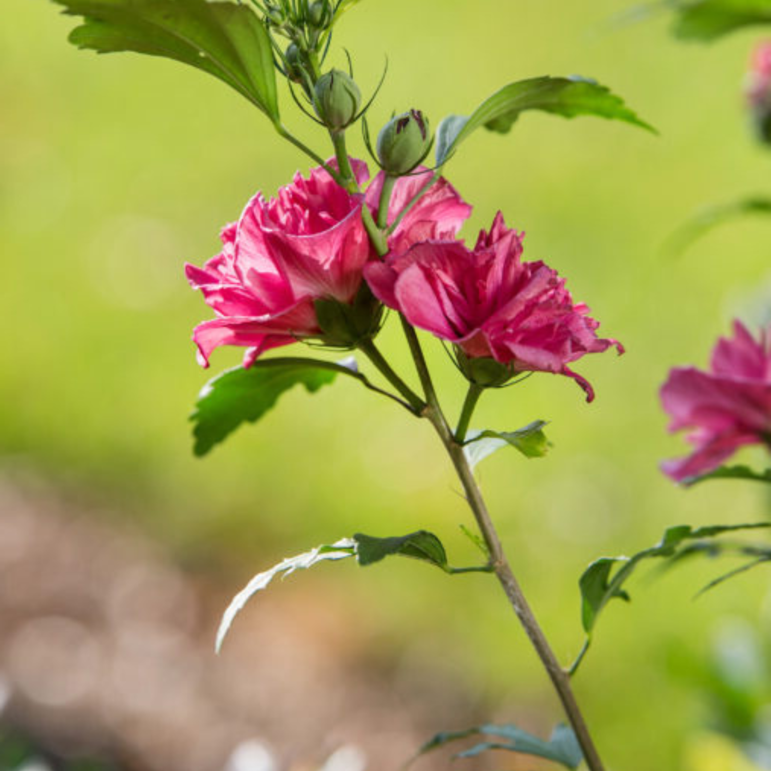 Pink flowers on a branch with a blurred green background