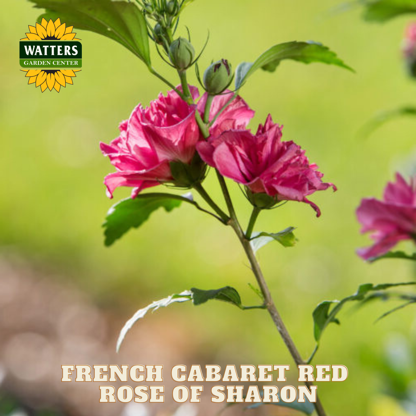 Pink flowers of Rose of Sharon with Watters Garden Center logo
