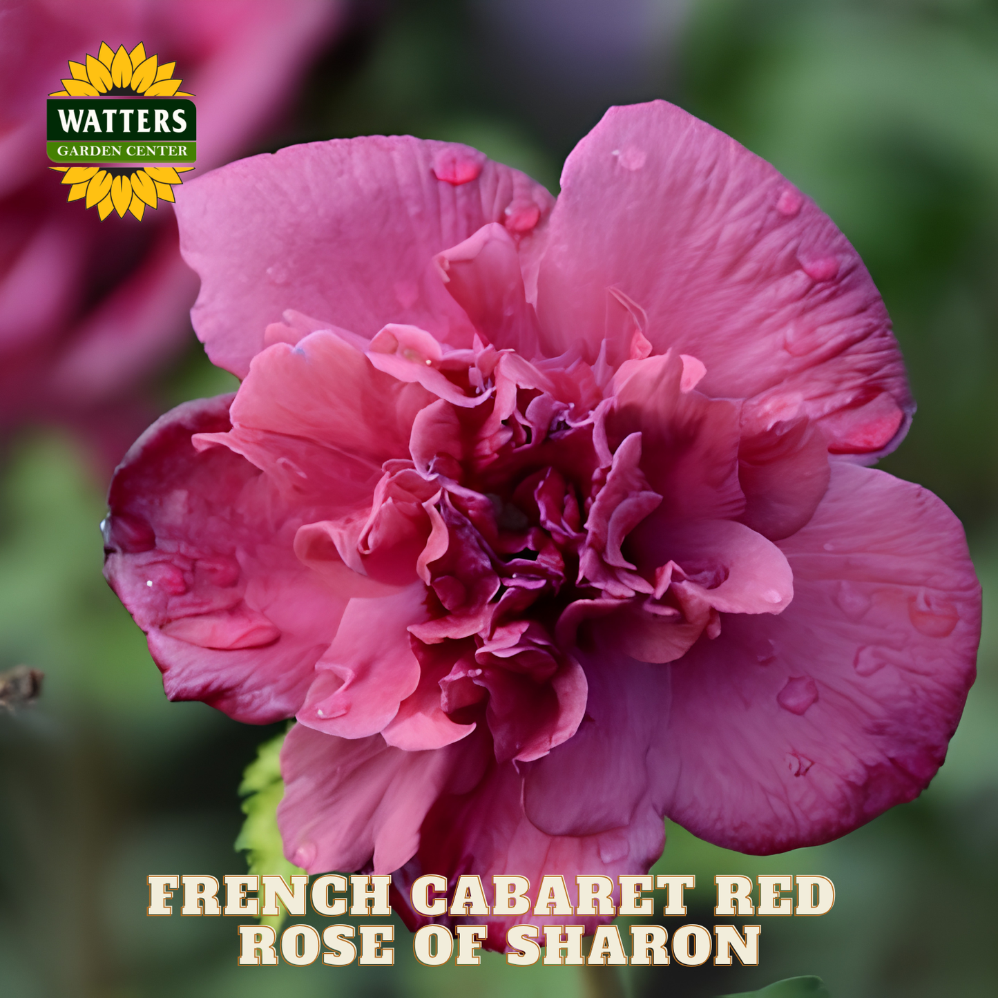 Pink flower with water droplets, labeled 'French Cabaret Red Rose of Sharon' and 'Watters Garden Center'.