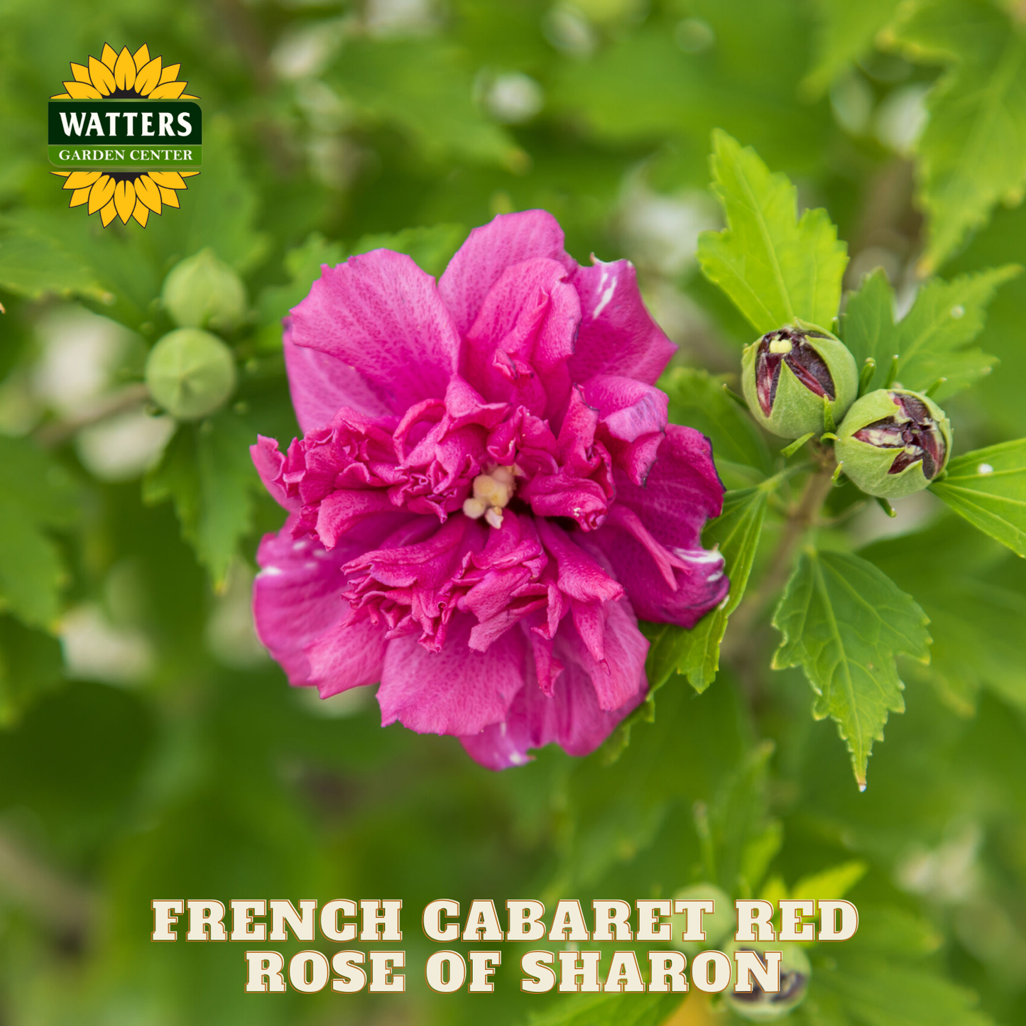 Pink flower with green leaves and buds, labeled 'French Cabaret Red Rose of Sharon' by Watters Garden Center.