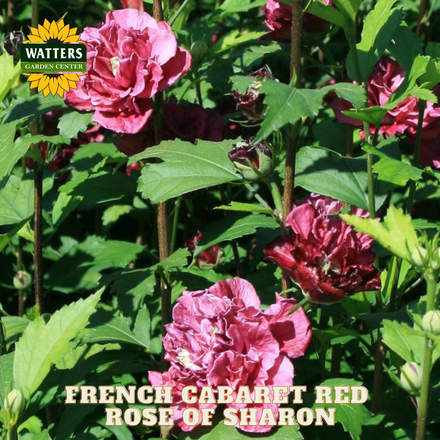 Pink Rose of Sharon flowers with green leaves and Watters Garden Center logo.