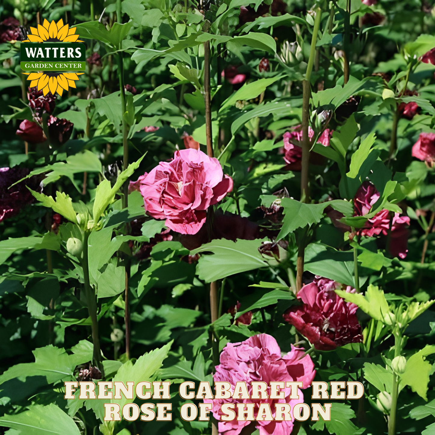 Pink flowers of Rose of Sharon with Watters Garden Center branding.