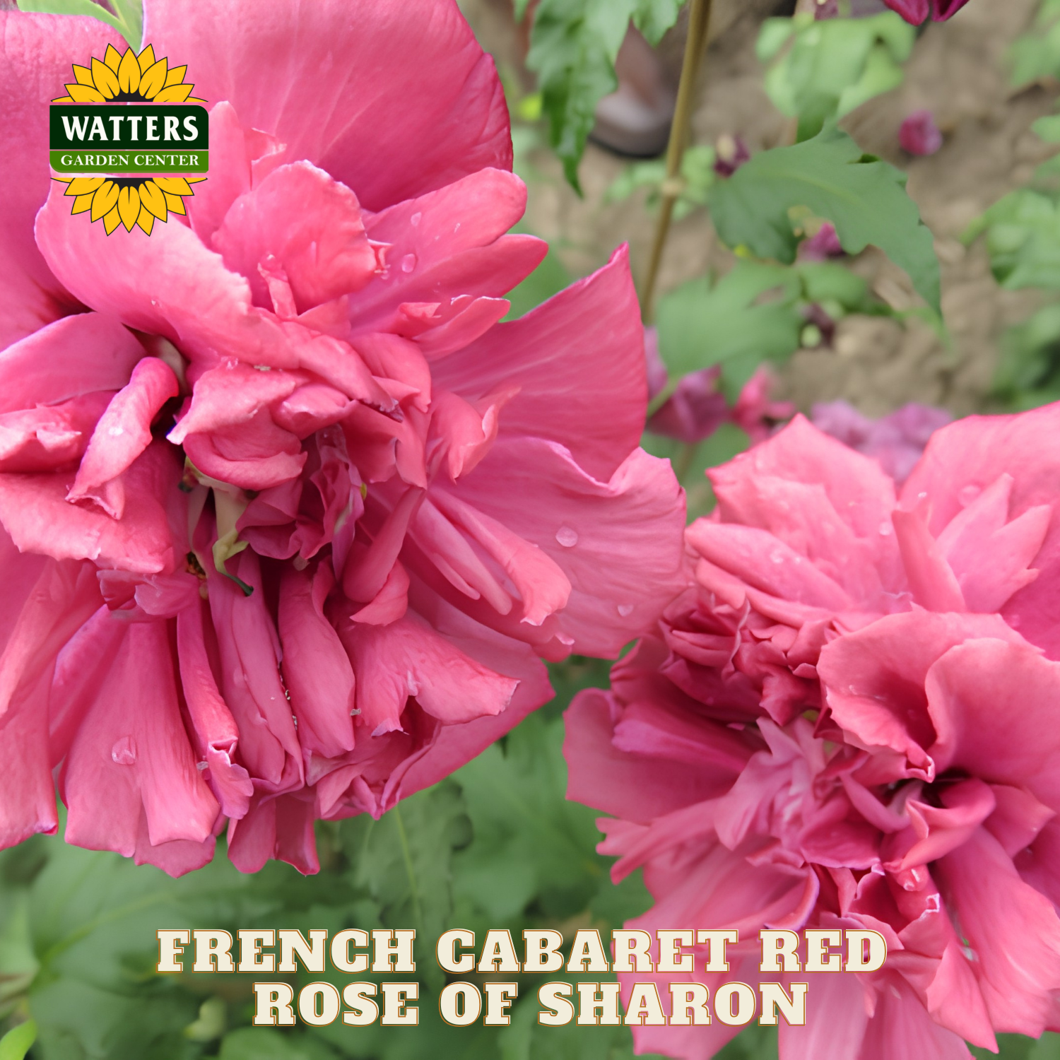 Pink Rose of Sharon flowers with Watters Garden Center logo