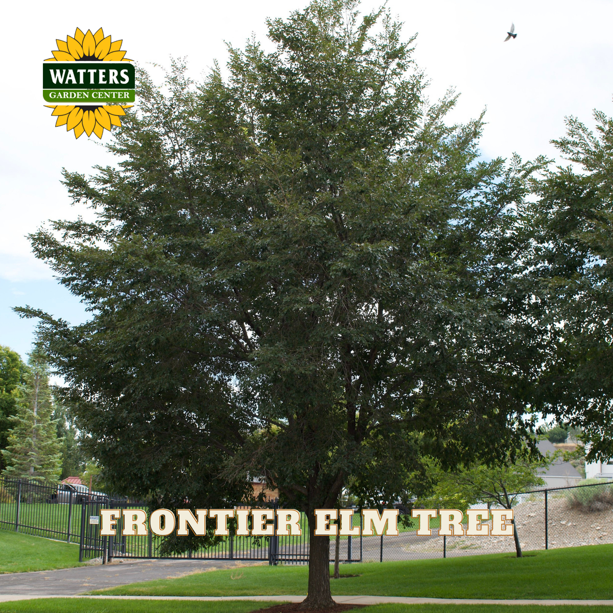 A large mature elm tree with dense green foliage stands in a landscaped yard or driveway area. The image includes a Watters Garden Center logo in the top-left corner and the text 'FRONTIER ELM TREE' across the bottom.