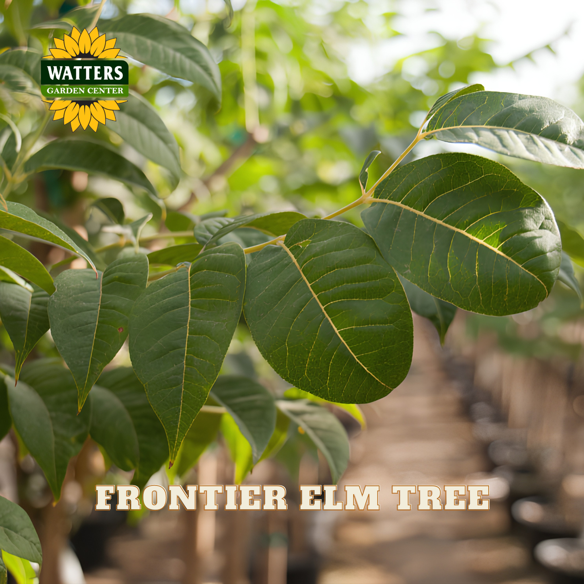 Close-up of green leaves on a tree with the text 'FRONTIER ELM TREE' and a Watters Garden Center logo, set in a nursery environment with blurred rows of pots in the background.
