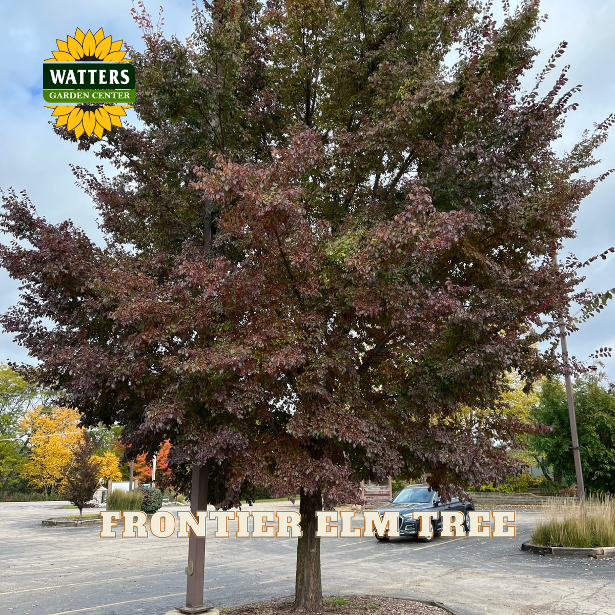 A large mature elm tree with dark reddish-purple foliage stands in a parking lot. The Watters Garden Center logo appears in the upper left, and the text 'FRONTIER ELM TREE' is overlaid across the lower portion of the tree.