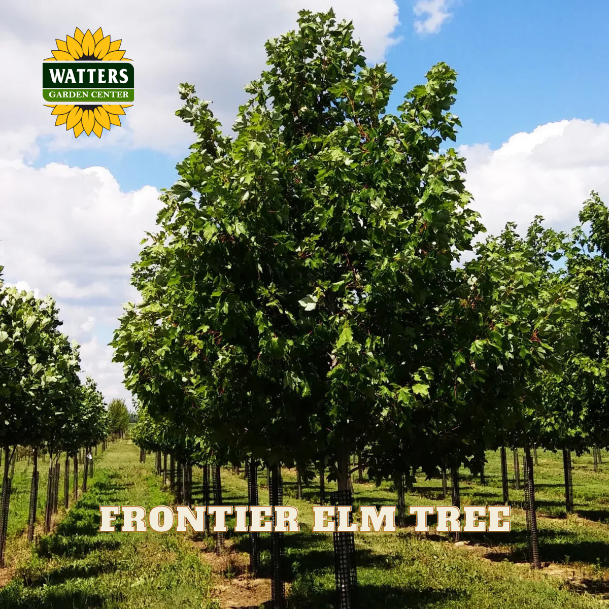 A large mature elm tree in a nursery row with other trees in the background under a blue sky with clouds. The Watters Garden Centers logo appears in the top-left corner, and the text 'FRONTIER ELM TREE' appears across the bottom.