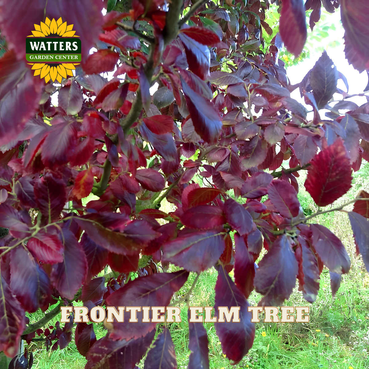 Close-up of a tree with deep burgundy-red leaves, with the text 'FRONTIER ELM TREE' and a 'WATTERS GARDEN CENTER' logo overlaid on the image.