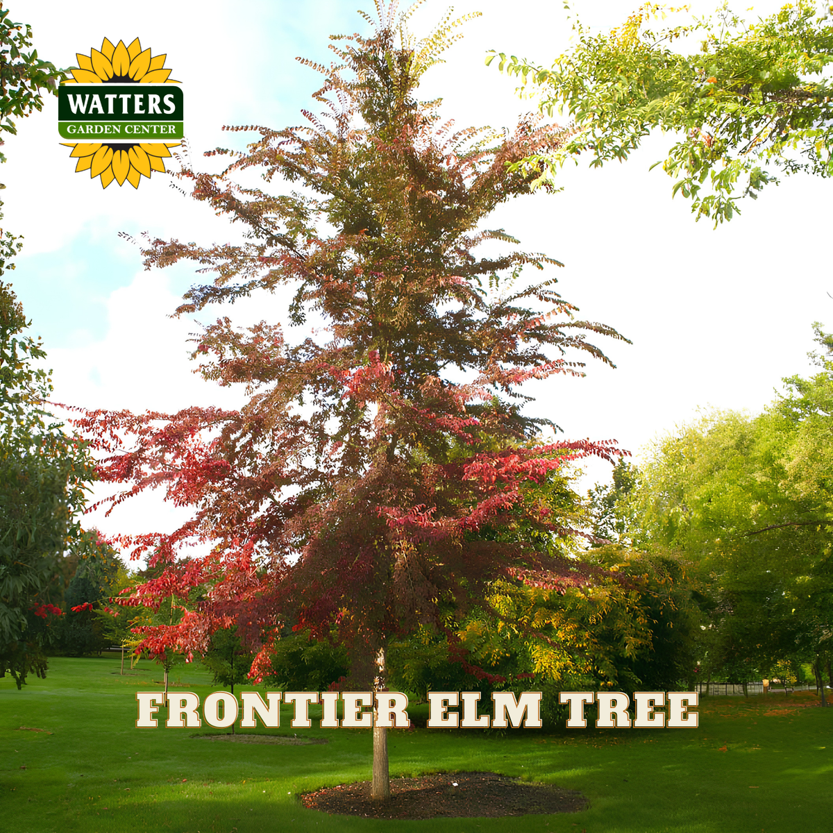 A young elm tree with reddish-brown foliage stands in a landscaped lawn. The Watters Garden Centre logo appears in the upper left, and the text 'FRONTIER ELM TREE' is overlaid near the bottom.