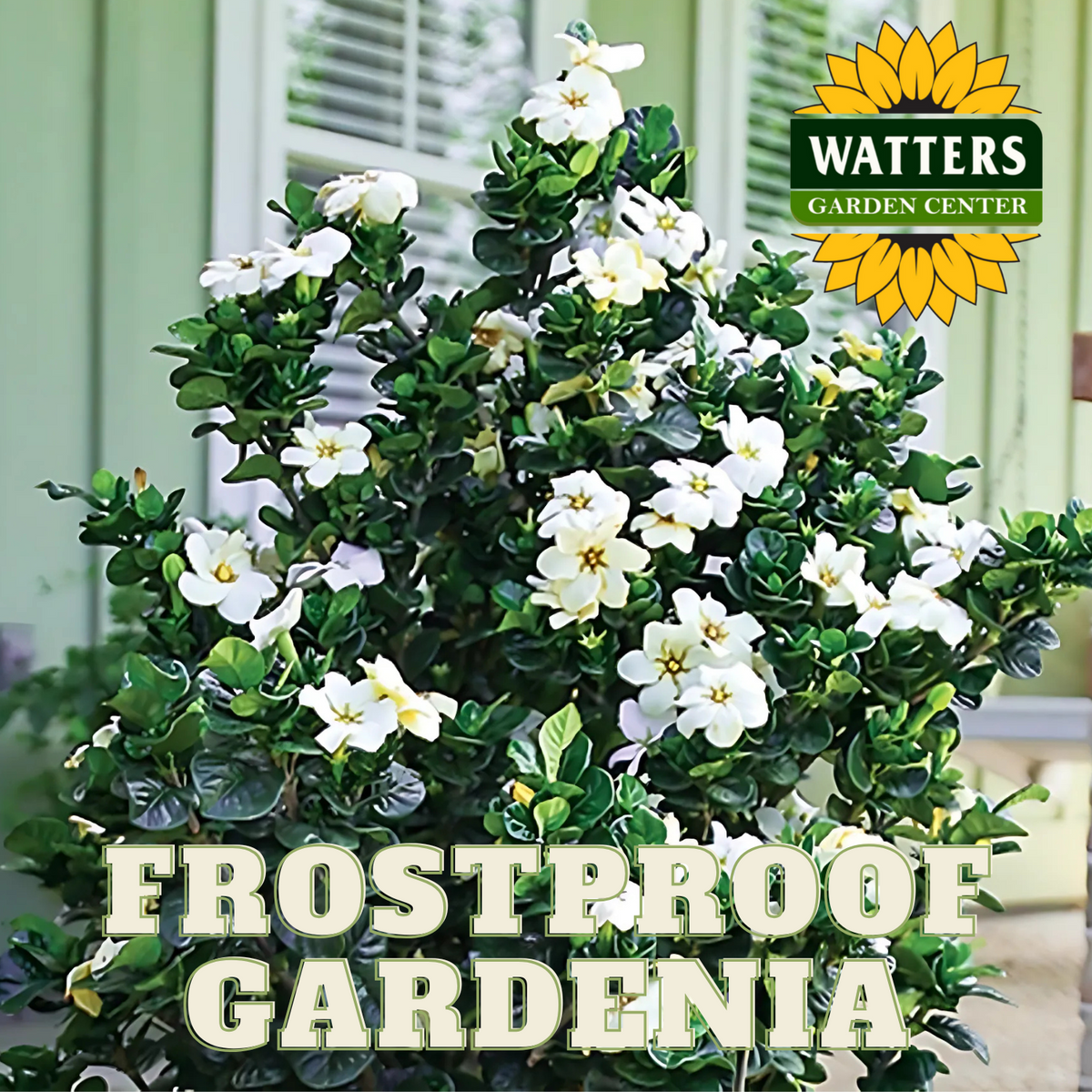 FROSTPROOF GARDENIA 1gal