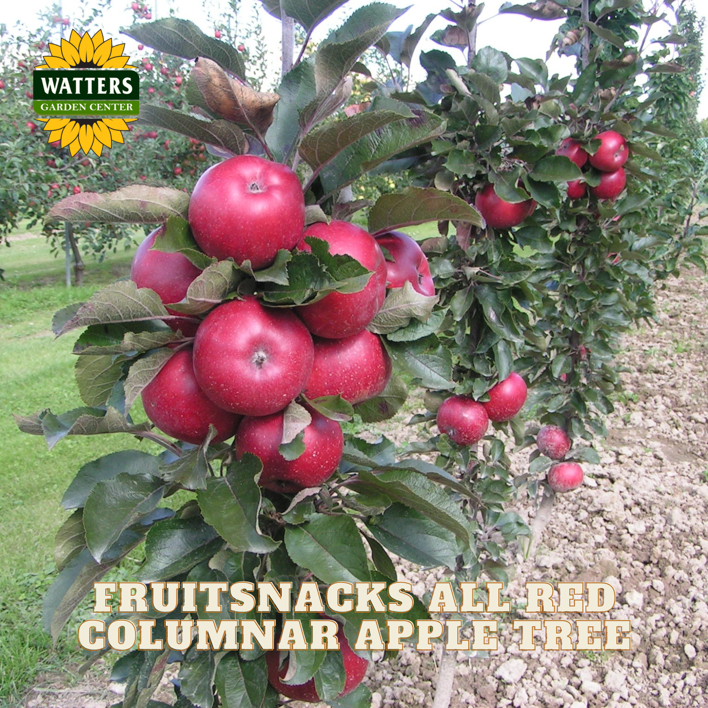 Bunch of red apples on a tree with 'Watters Garden Center' branding.