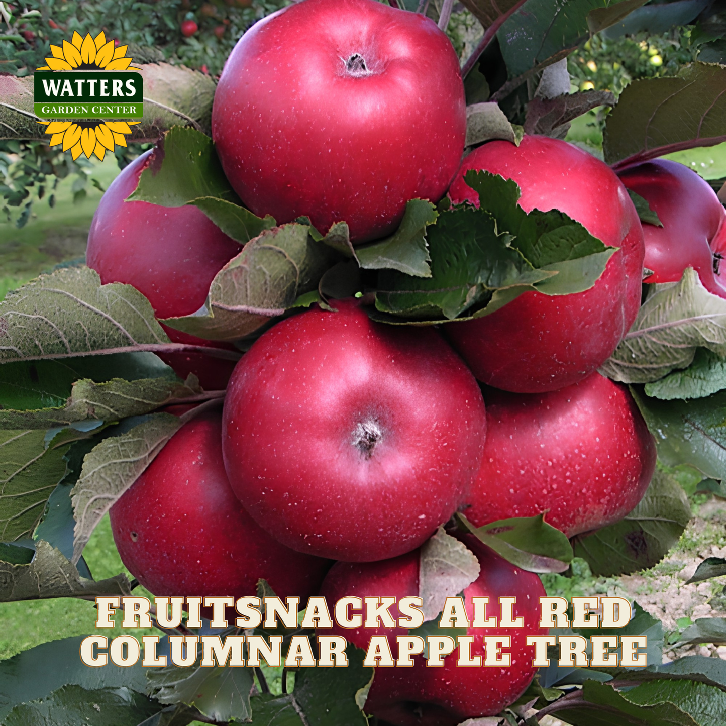 Red apples on a tree branch with 'Watters Garden Center' logo and text about 'Fruitsnacks All Red Columnar Apple Tree'.