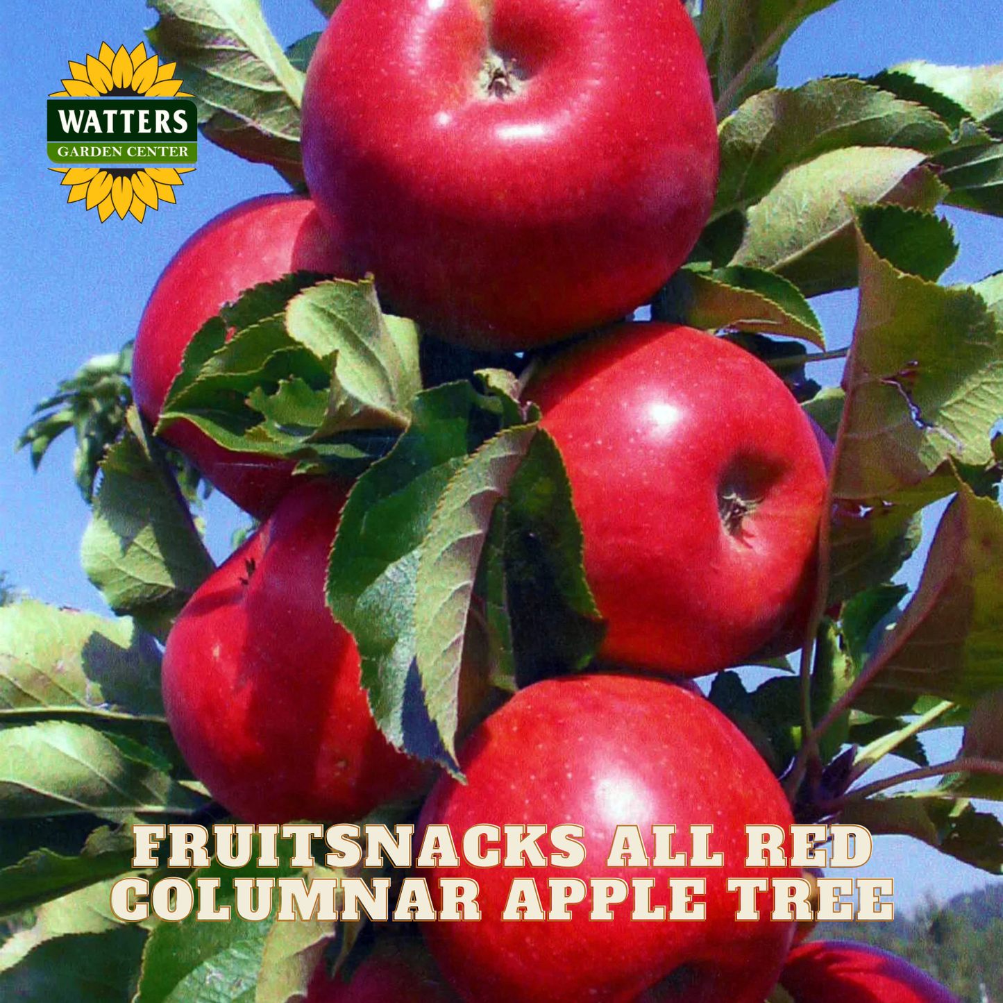 Red apples on a tree with 'Watters Garden Center' logo and text about the fruit snack apple tree.